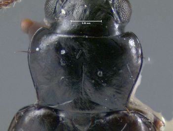 Media type: image;   Entomology 602260 Aspect: pronotum dorsal
